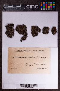 Prasanthus suecicus image
