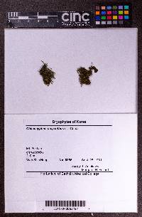 Chiloscyphus polyanthos image