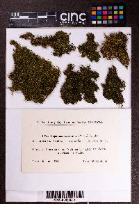 Lejeunea cavifolia image