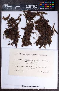 Pellia endiviifolia image