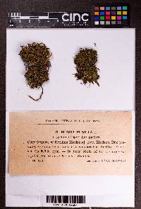 Blasia pusilla image