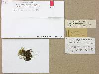 Crumia latifolia image