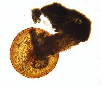 Schistidium rivulare image