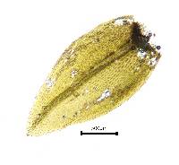 Plagiobryoides incrassatolimbata image