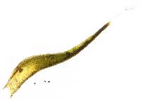 Grimmia arizonae image