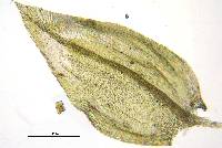 Rhynchostegium serrulatum image