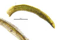 Amphidium lapponicum image