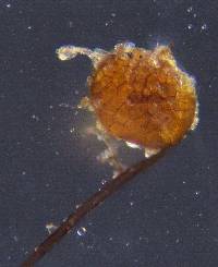 Gemmabryum tenuisetum image