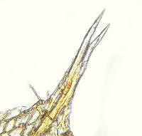 Leptostomopsis systylia image