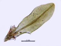 Hyophila involuta image