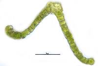 Orthotrichum diaphanum image