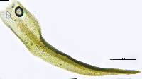 Didymodon vinealis image