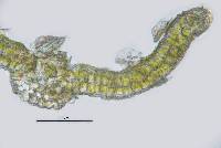 Syntrichia caninervis image