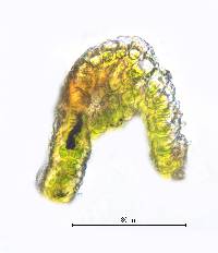 Didymodon vinealis image