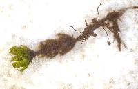 Rosulabryum flaccidum image