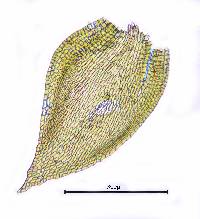 Pseudoleskeella tectorum image