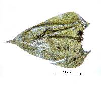 Brachythecium novae-angliae image