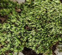 Gemmabryum caespiticium image