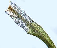 Symblepharis vaginata image
