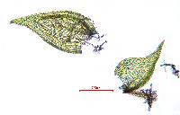Pseudoleskeella tectorum image
