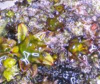 Microbryum starckeanum image