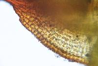 Microbryum starckeanum image