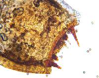 Entosthodon muhlenbergii image
