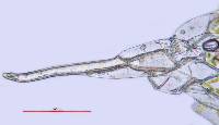 Entosthodon muhlenbergii image