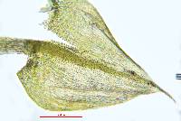 Oxyrrhynchium hians image