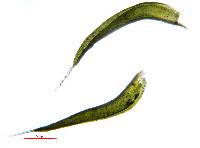 Grimmia arizonae image