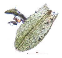 Streblotrichum convolutum image