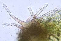 Streblotrichum convolutum image