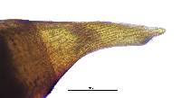 Pterygoneurum ovatum image