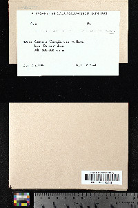 Grimmia orbicularis image