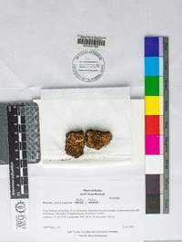 Ptychostomum inclinatum image