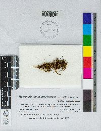 Macromitrium microstomum image