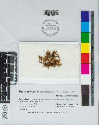 Macromitrium incurvifolium image