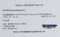 Orthotrichum pumilum image