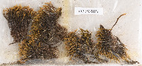 Bucklandiella crispula image
