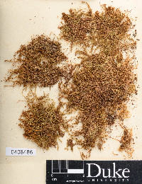Cynodontium tenellum image