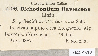Dichodontium pellucidum image