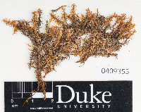 Diobelonella palustris image