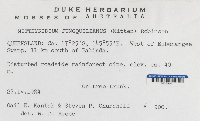 Mitthyridium jungquilianum image