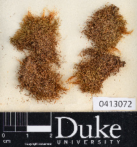 Kurzia pauciflora image