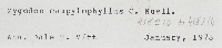 Zygodon campylophyllus image
