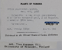Plagiomnium rhynchophorum image