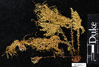 Dendro-hypnum subspininervium image