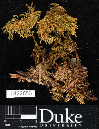 Touwiodendron diversifolium image