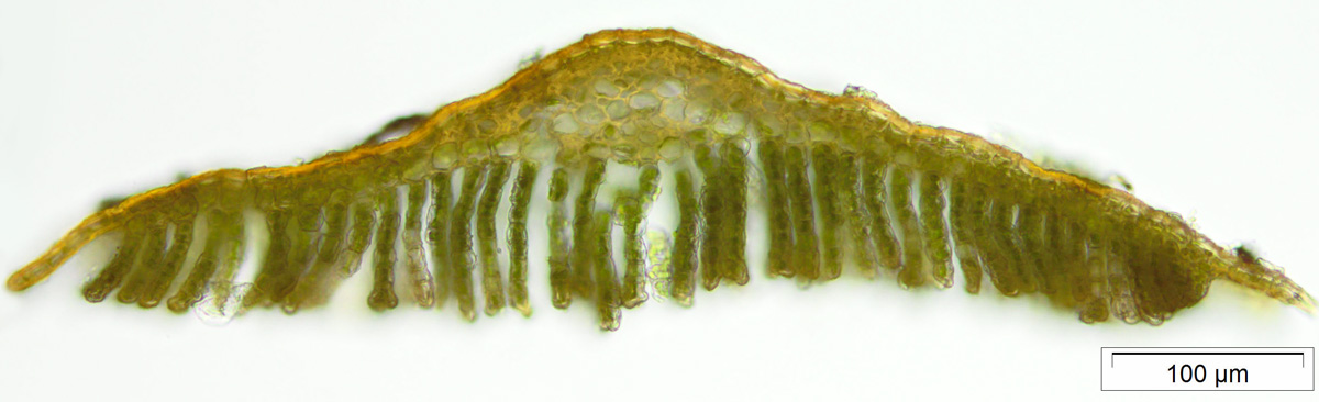 Polytrichastrum appalachianum image