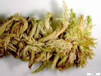 Sphagnum lescurii image